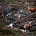Stags in Cairngorm Mountains, near Ballater, Aberdeenshire, Scotland, UK